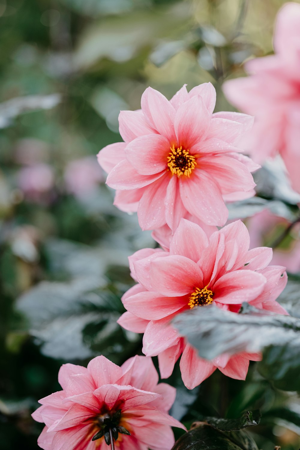 a group of pink flowers with green leaves