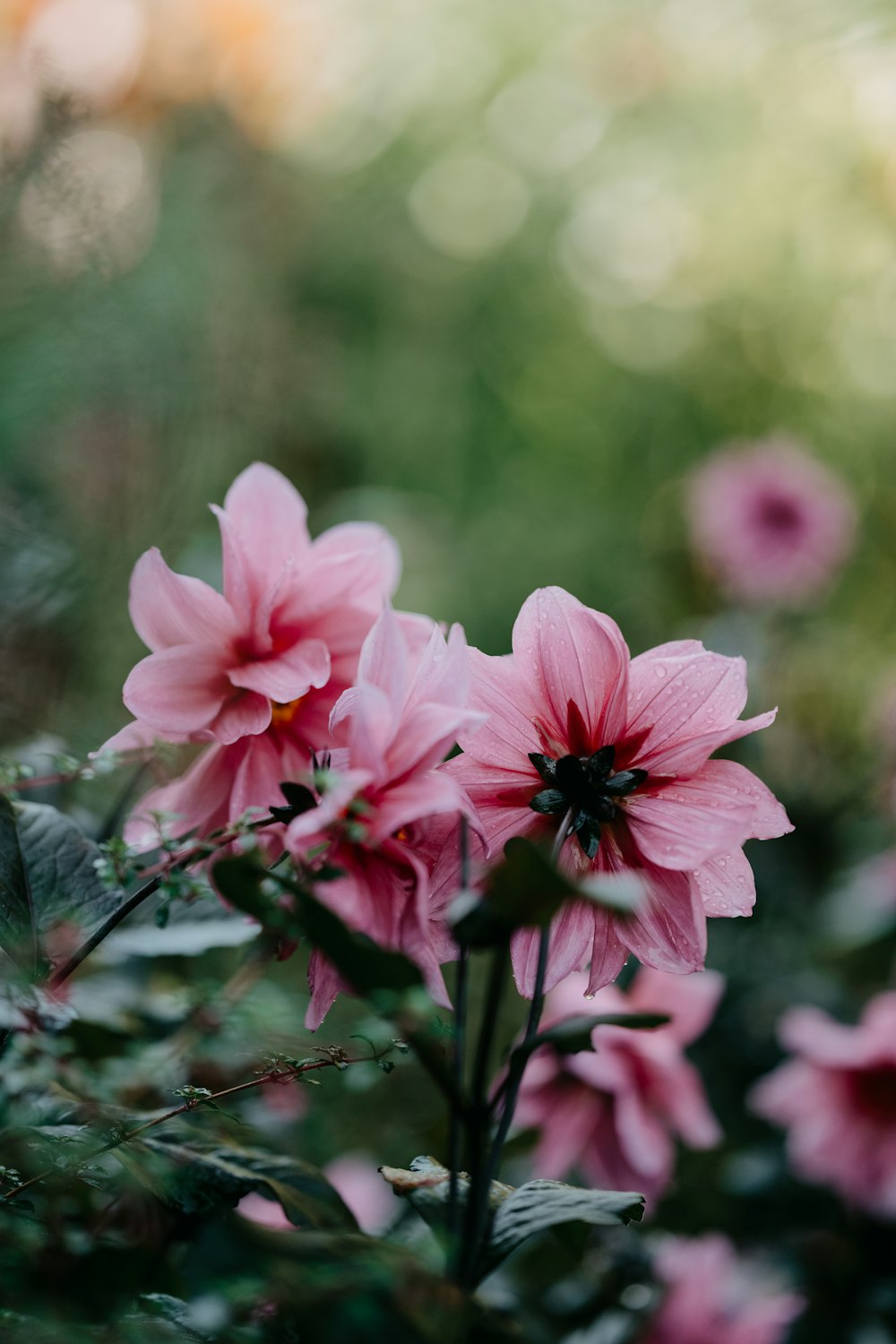 a close up of a flower