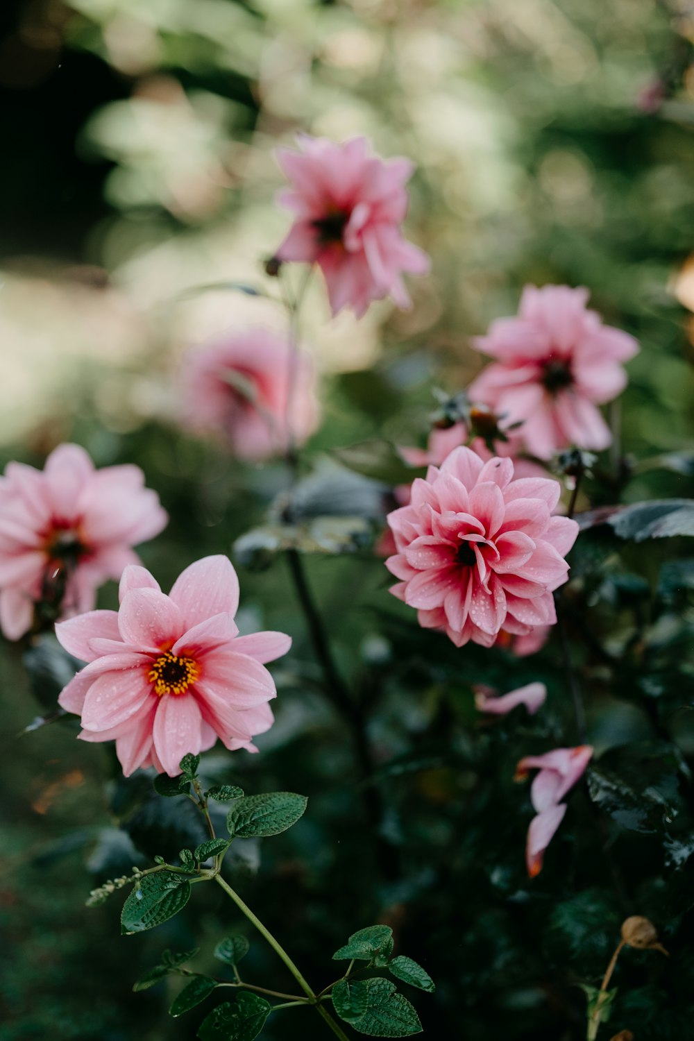 a bunch of pink flowers in a garden