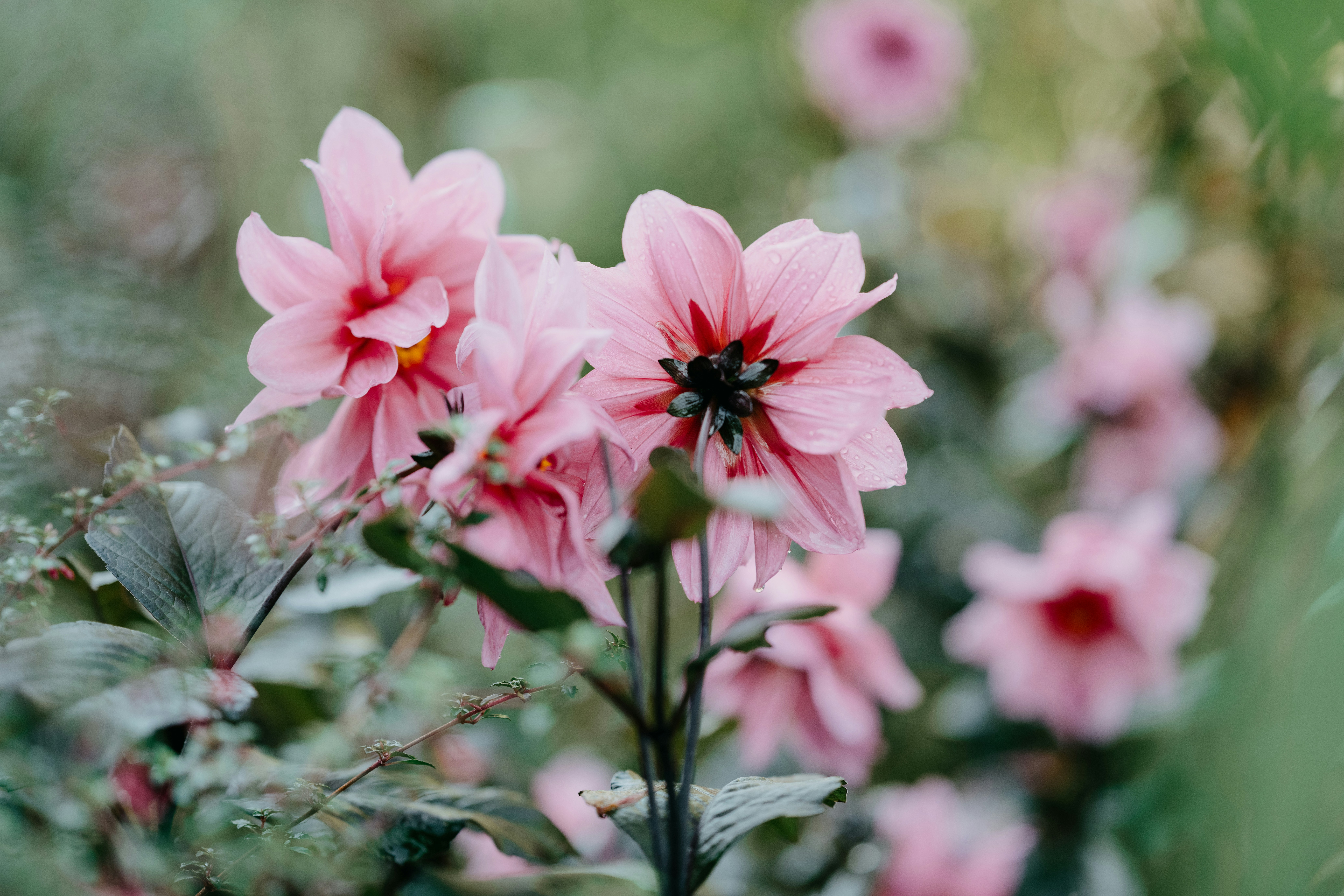 Photo by anniespratt