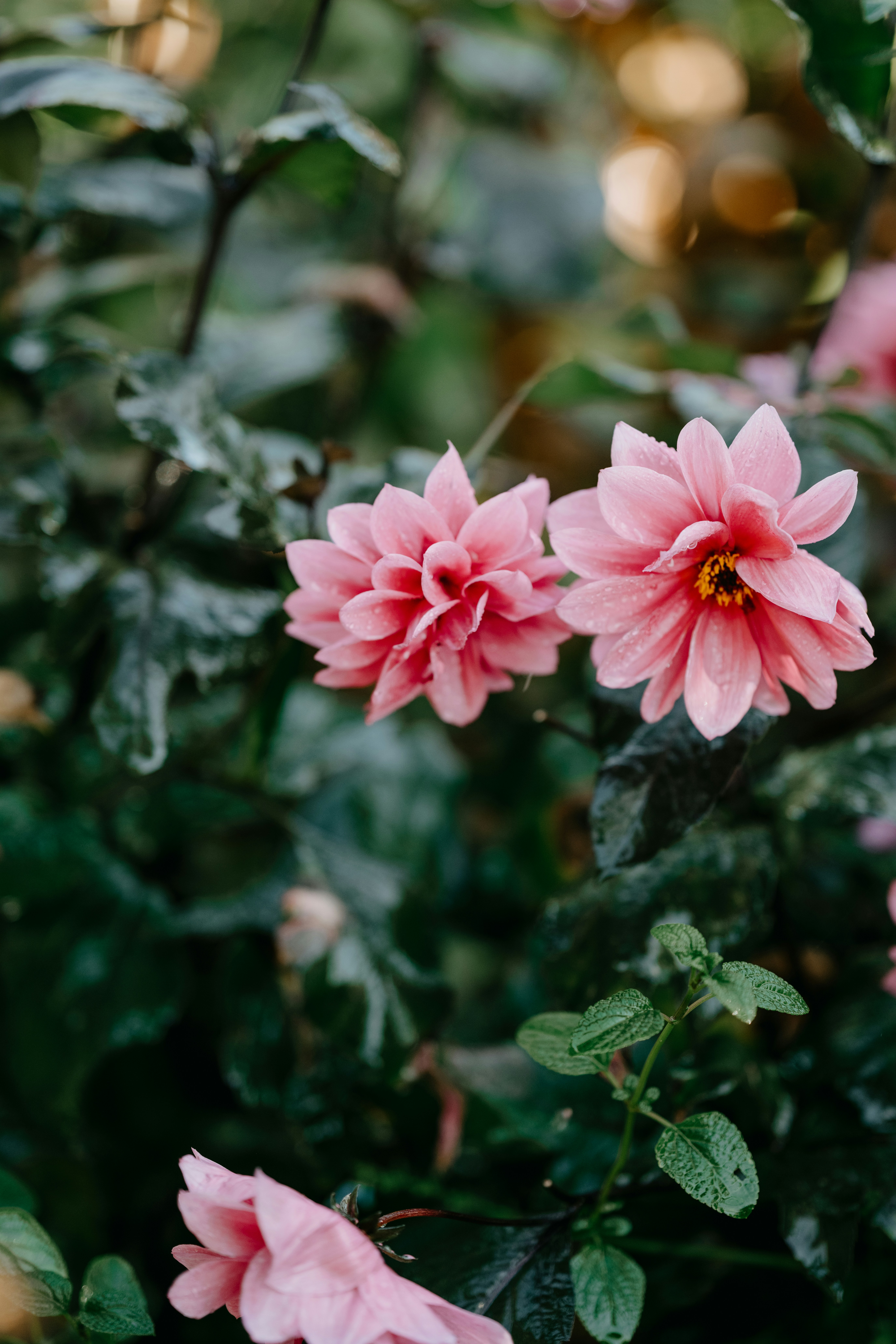 Photo by anniespratt