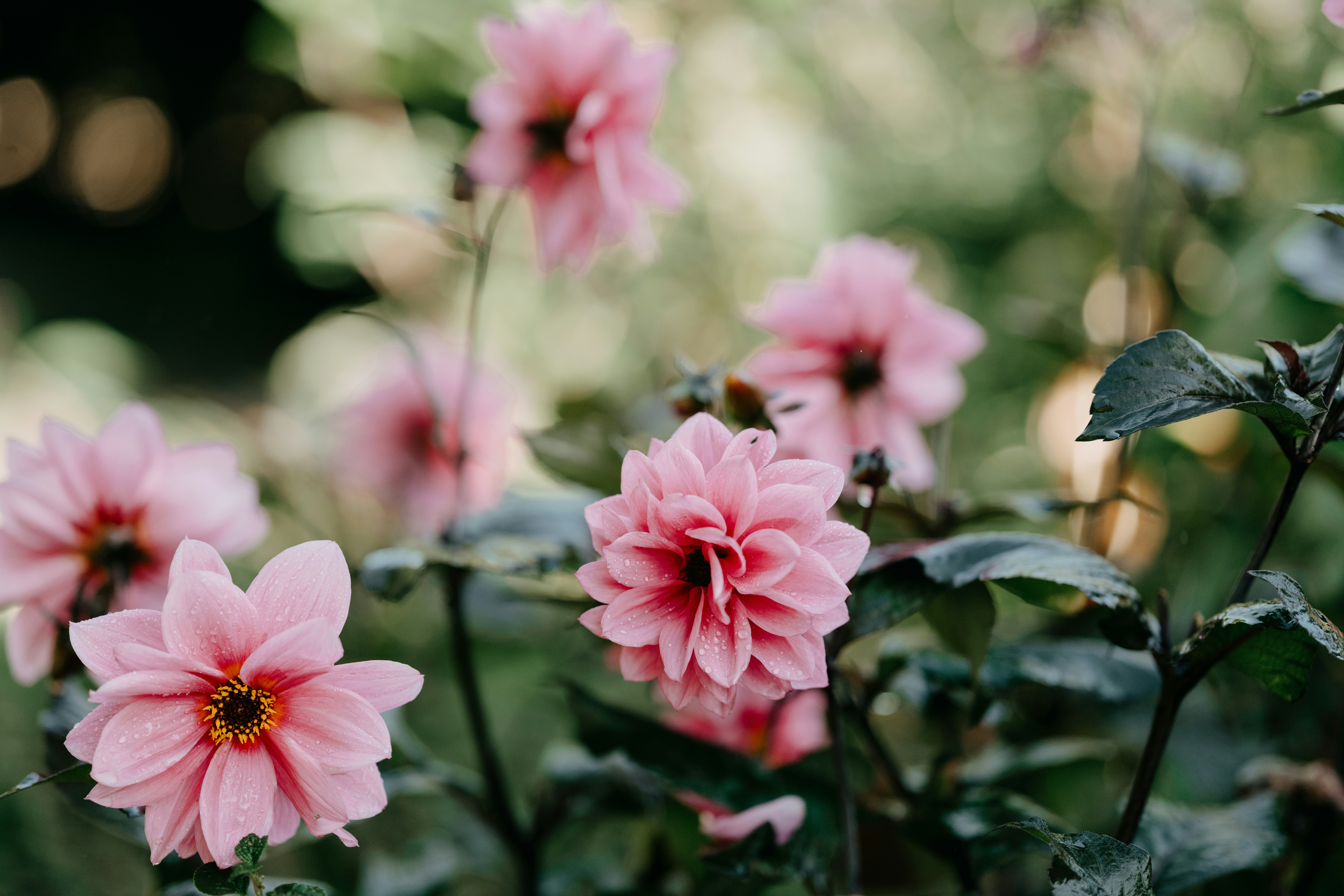 Photo by anniespratt