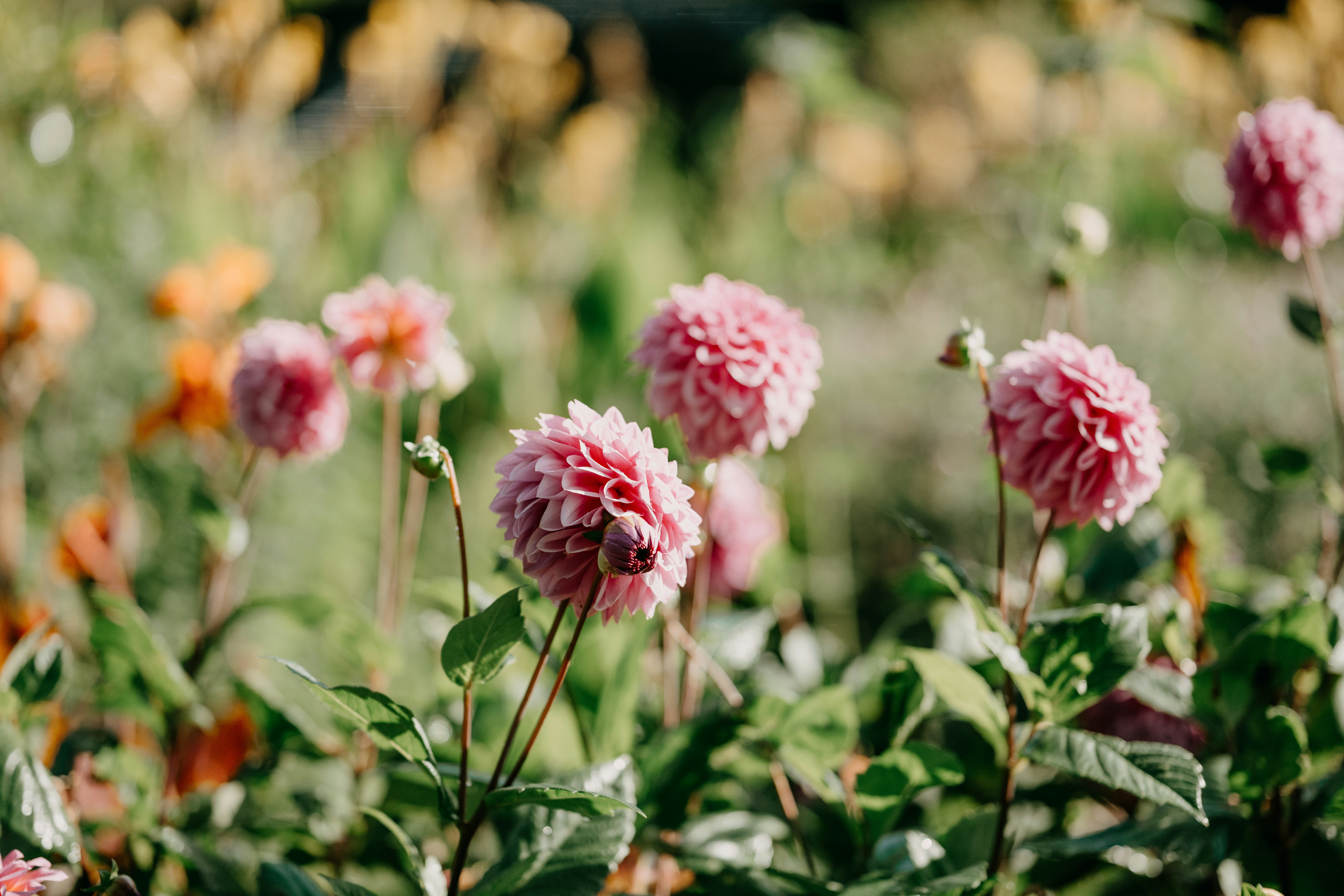 Photo by anniespratt