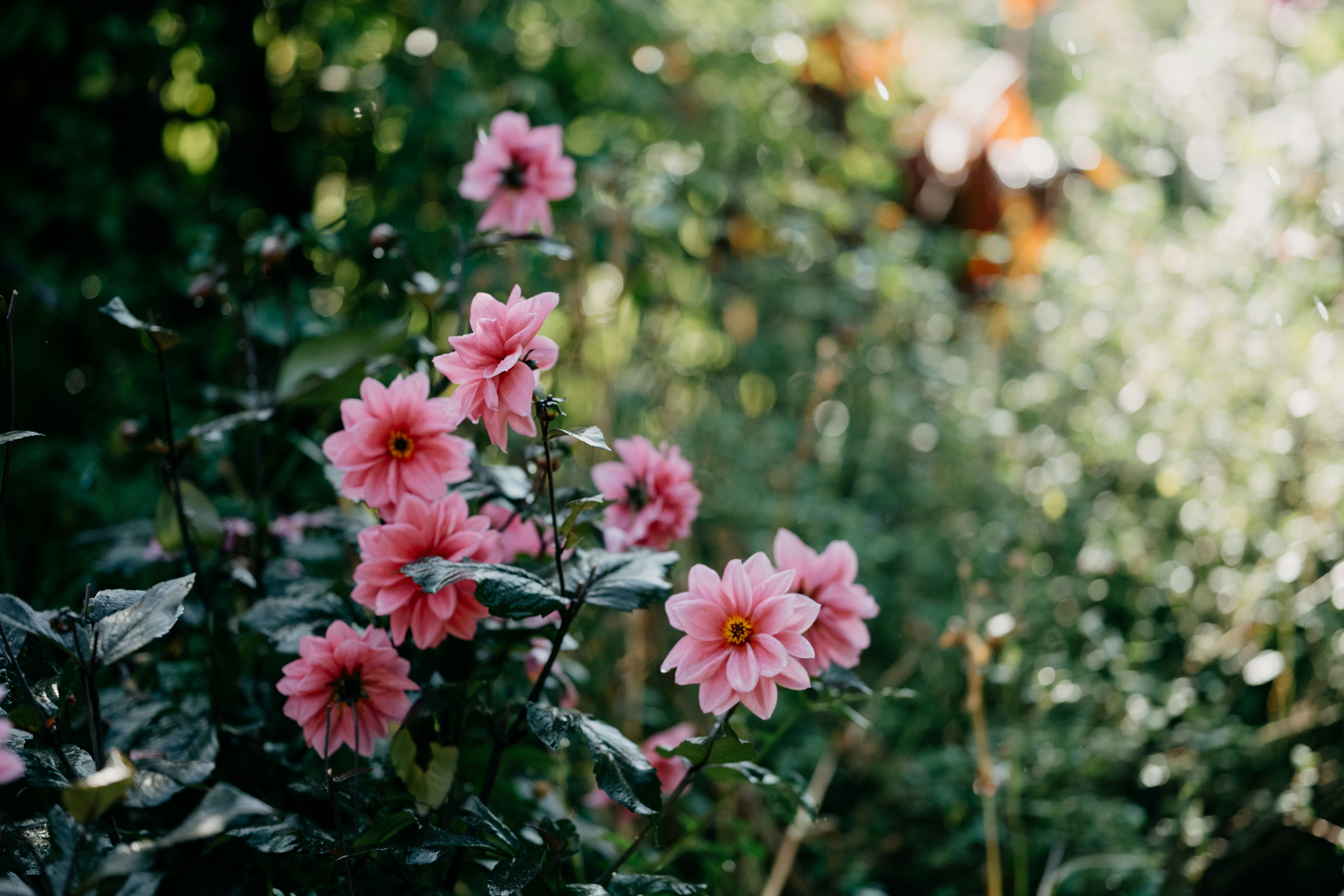 Photo by anniespratt