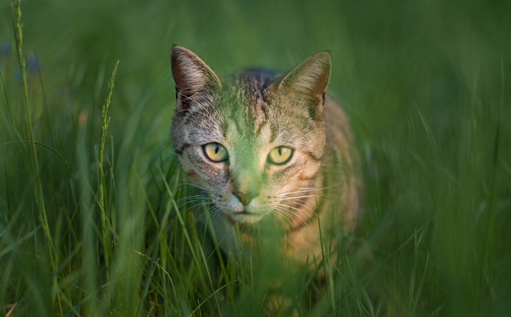 a cat is walking through the tall grass