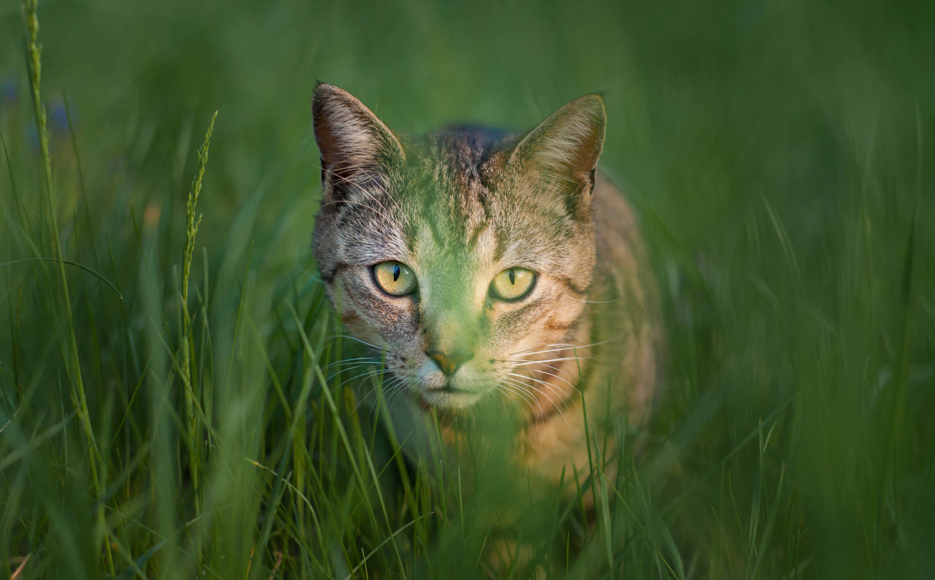 a cat is walking through the tall grass