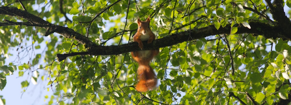 a squirrel hanging upside down on a tree branch