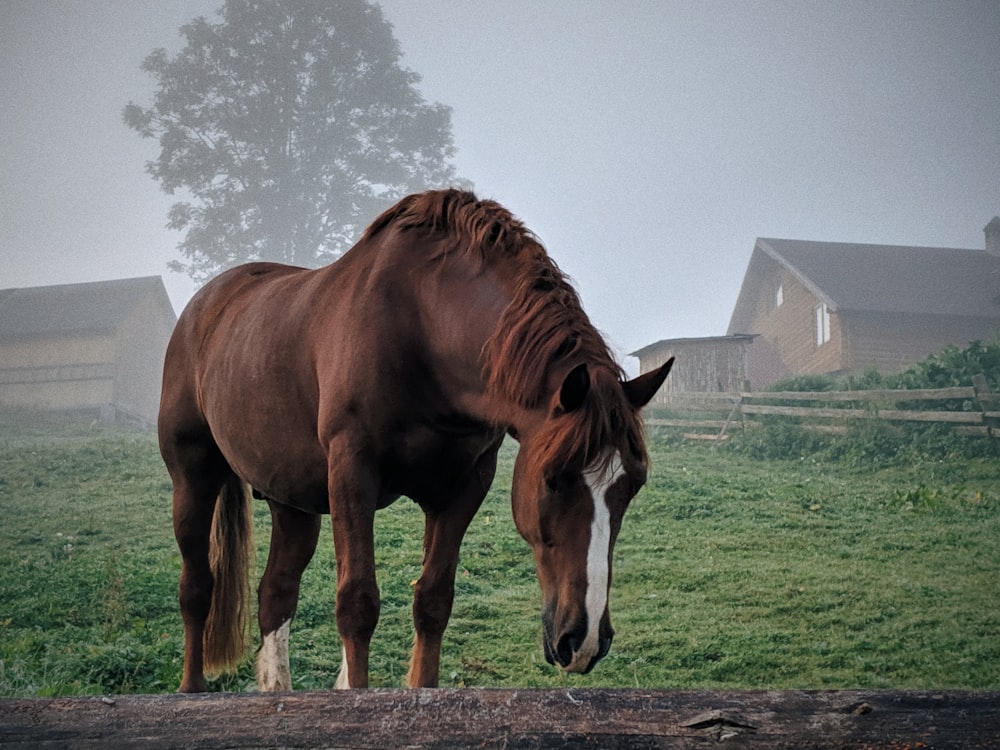 a brown horse standing on top of a lush green field