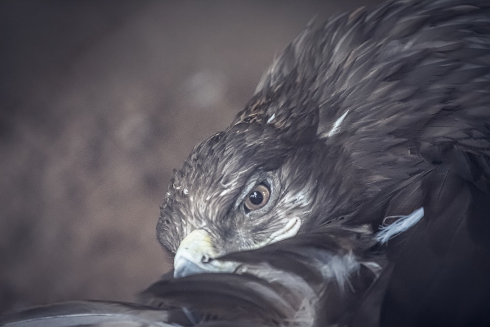 a close up of a bird of prey