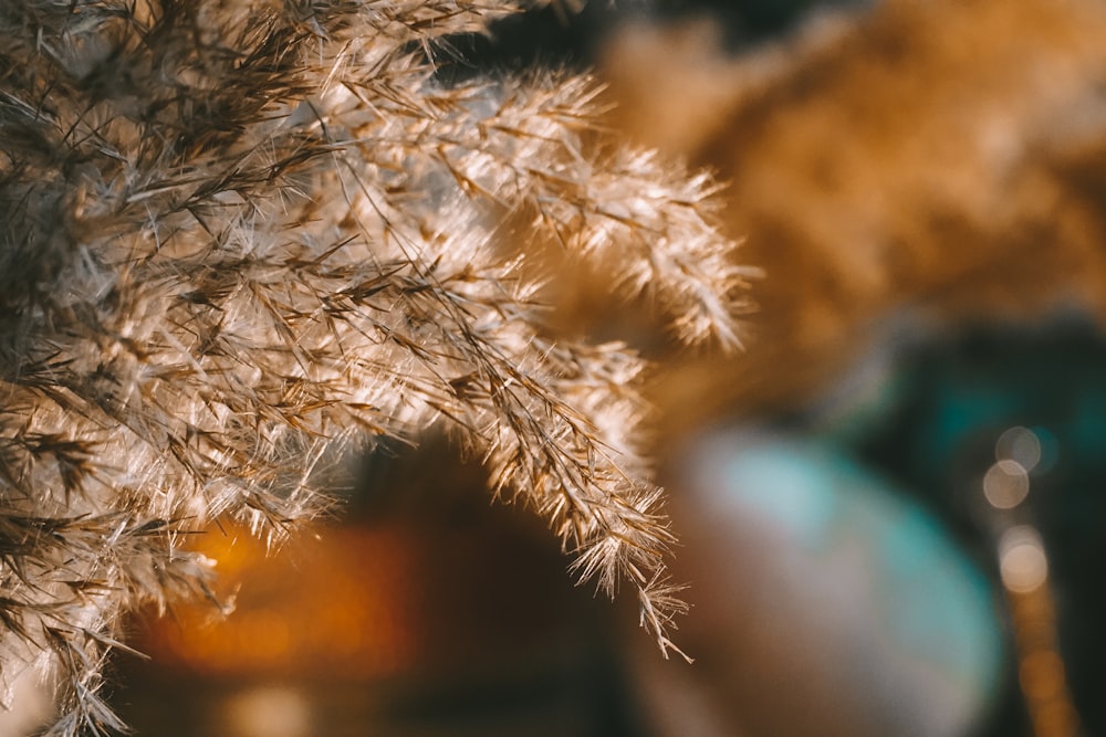 a close up of a plant with a blurry background