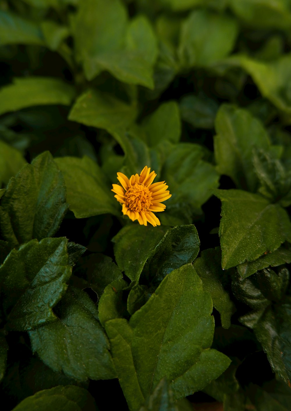 a small yellow flower sitting on top of green leaves