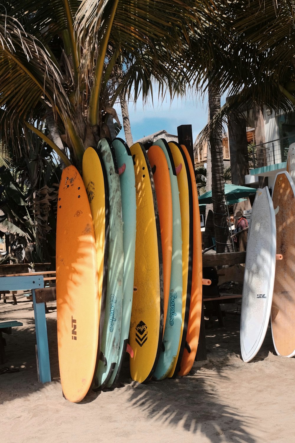 a bunch of surfboards are lined up against a tree