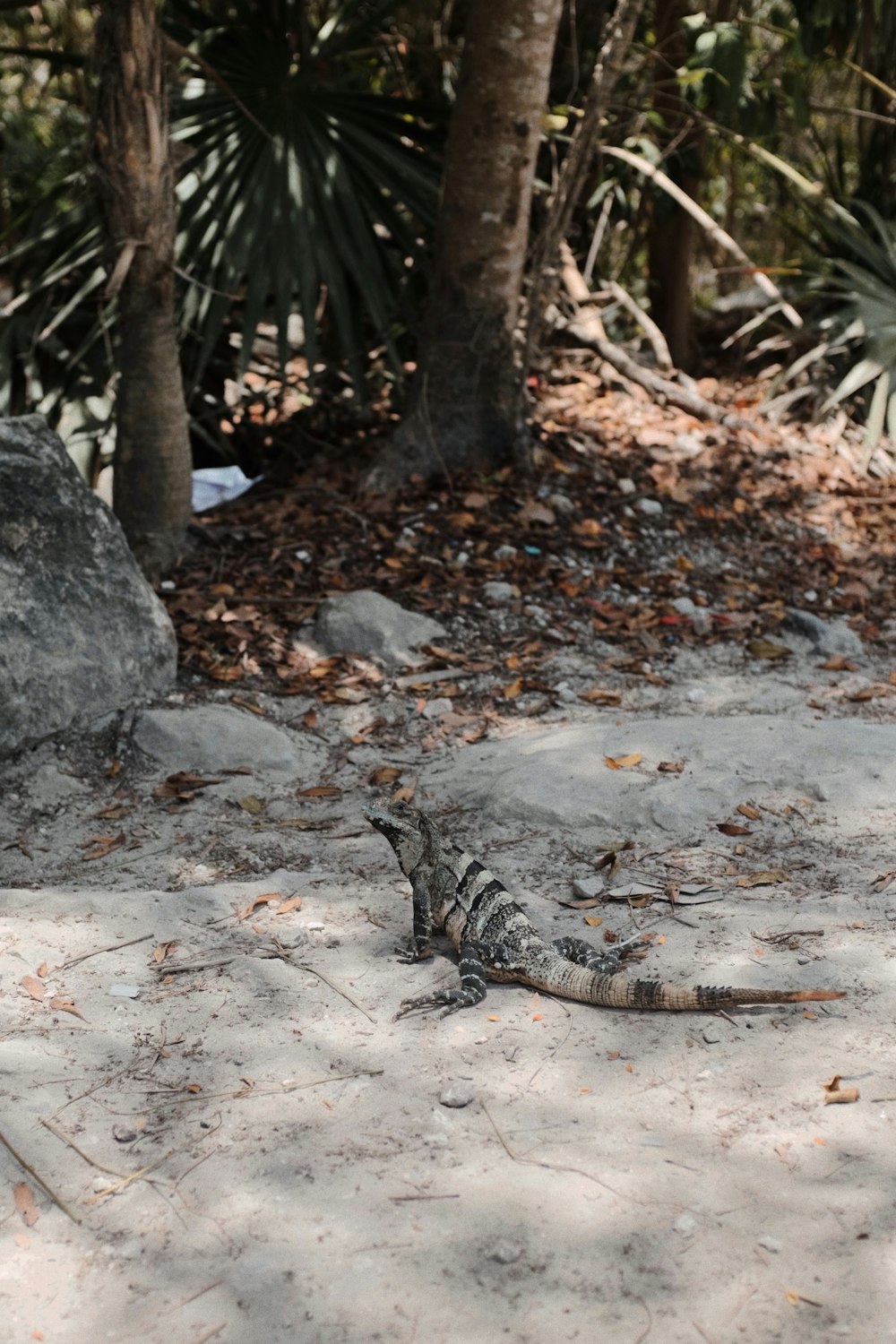 a lizard is laying on the ground in the shade