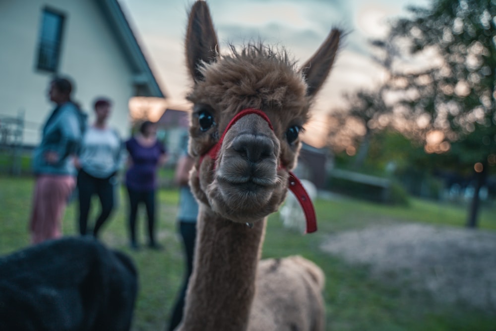 a close up of a llama near a group of people