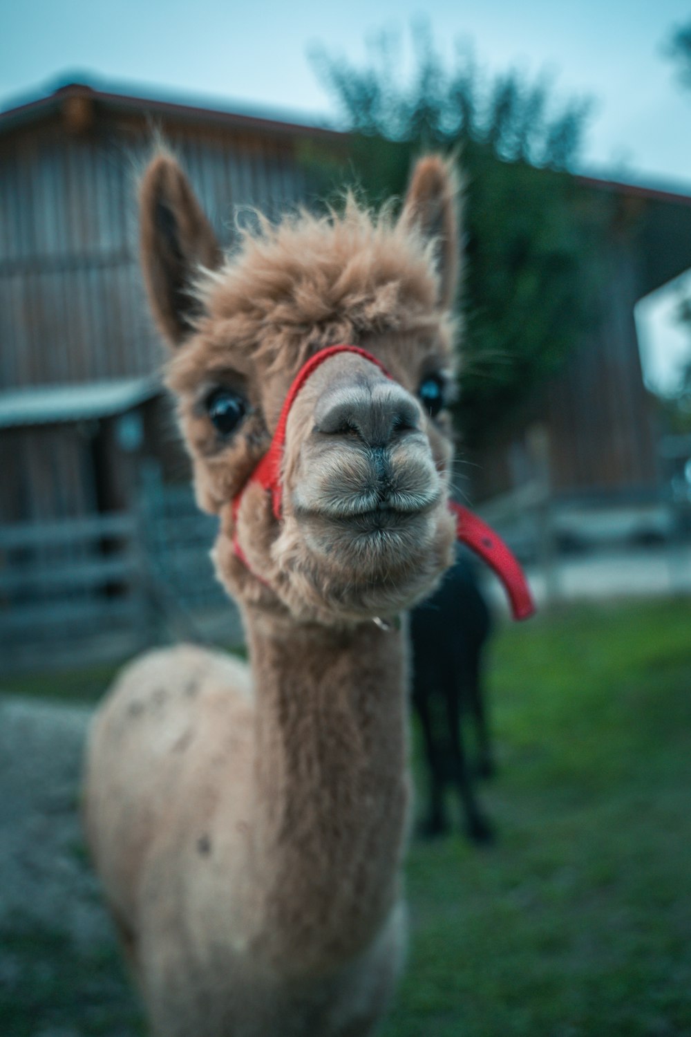 a close up of a llama in a field