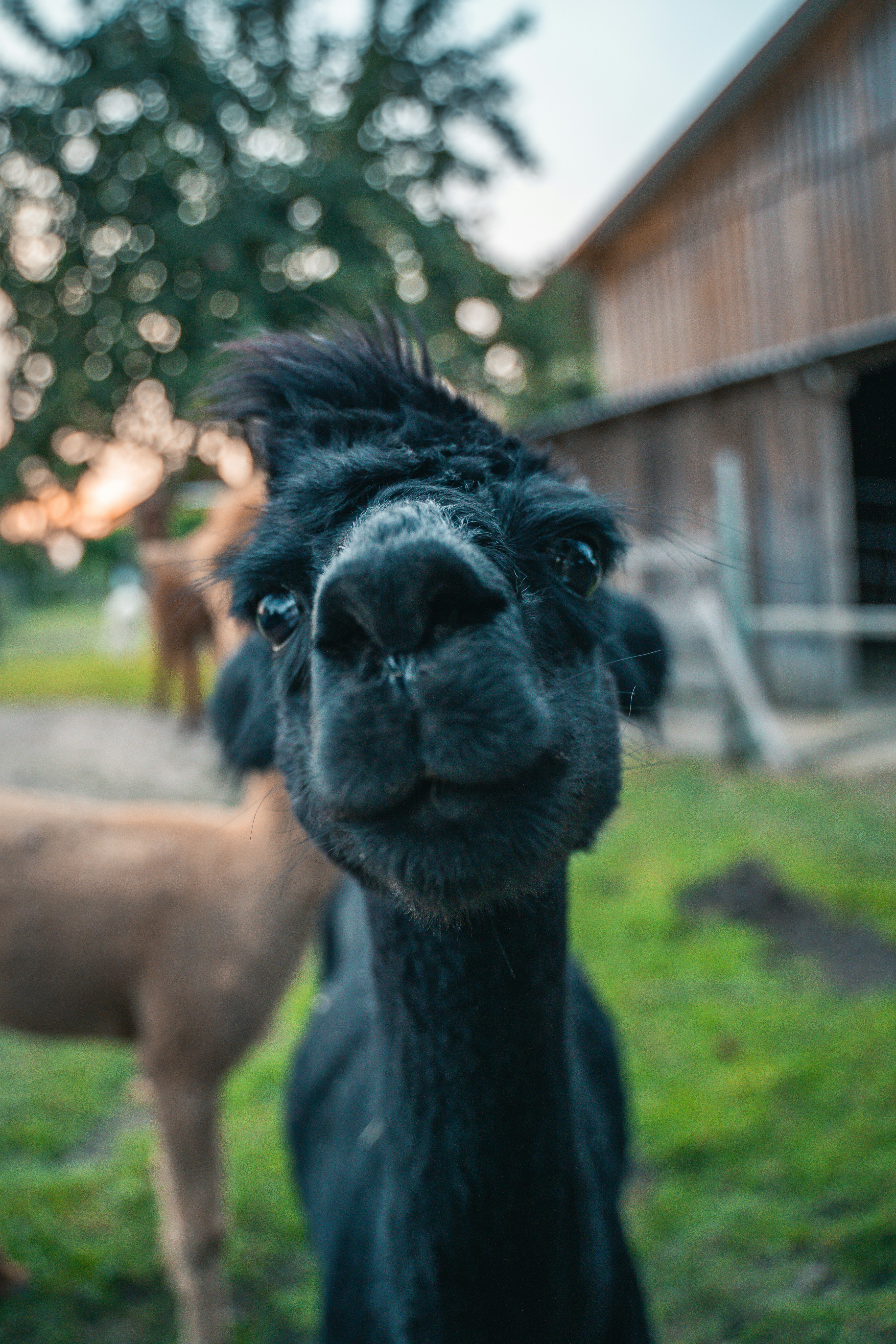 a close up of a llama in a field