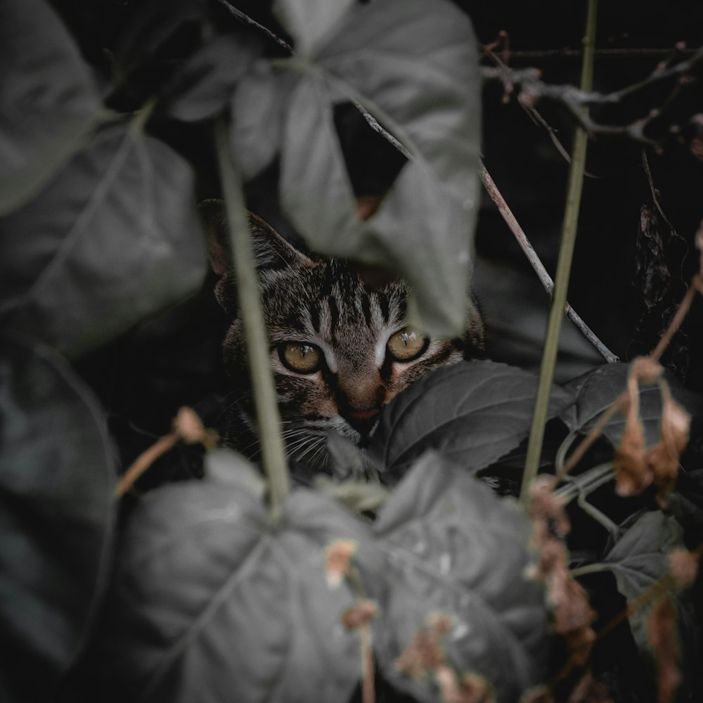 a cat peeking out from behind some leaves