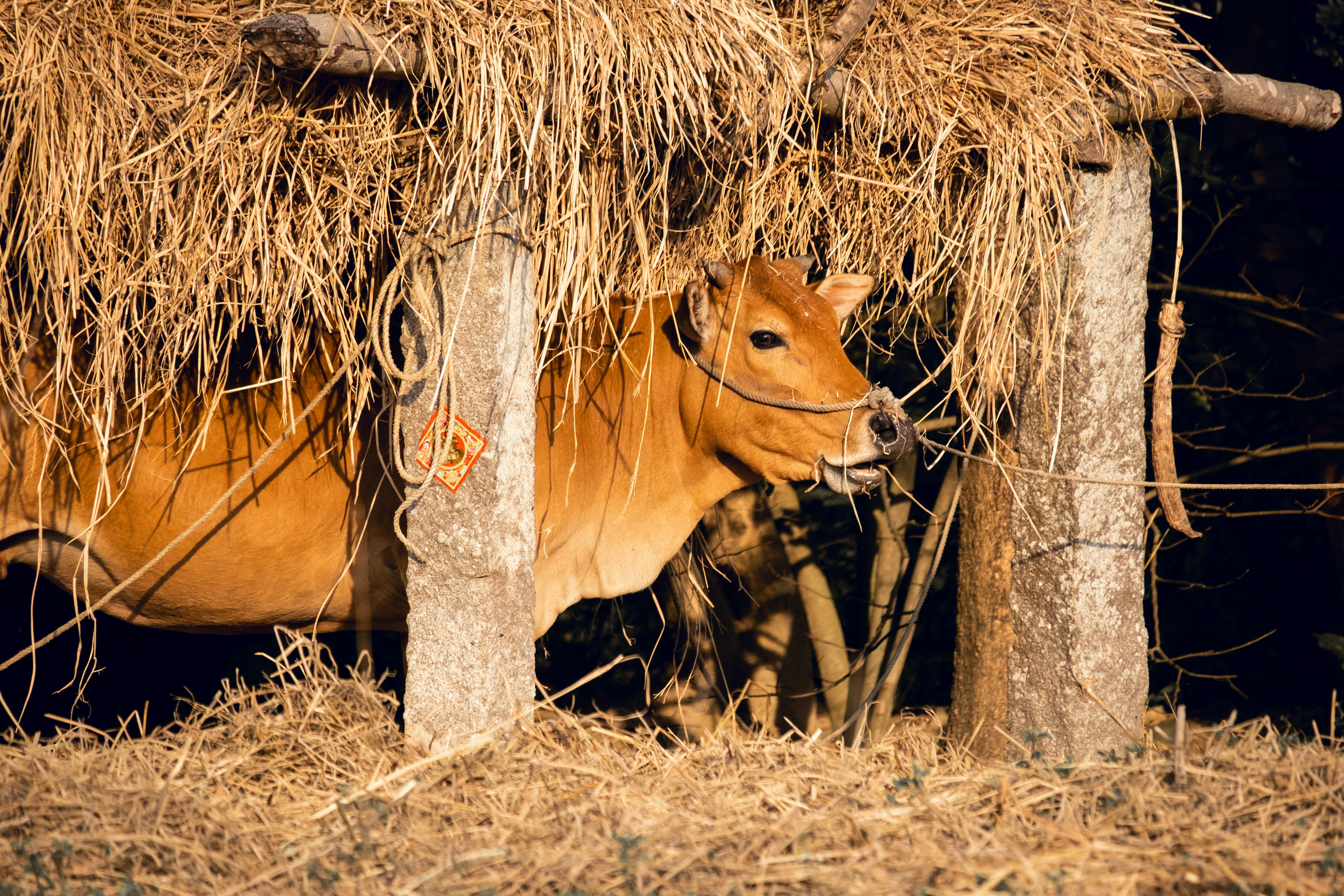 uma vaca marrom de pé ao lado de uma pilha de feno