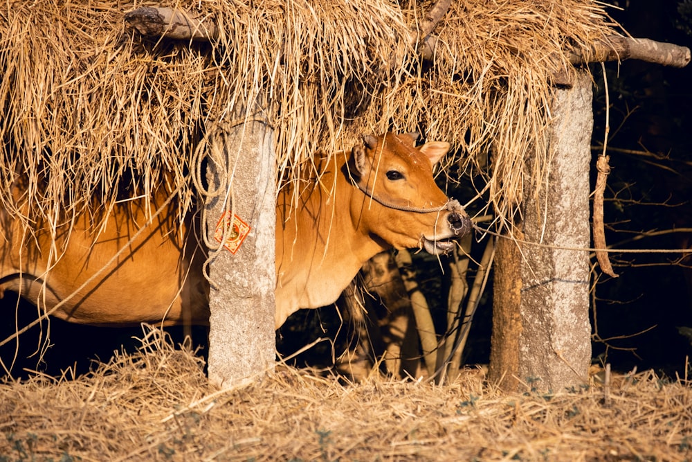 a brown cow standing next to a pile of hay