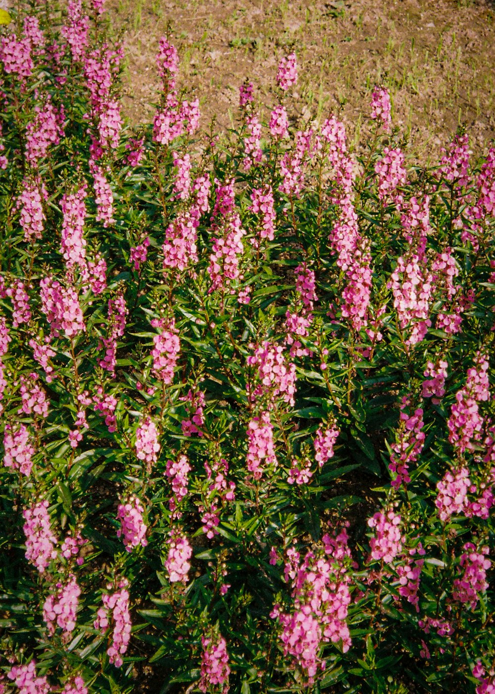 a field of pink flowers in the middle of a field