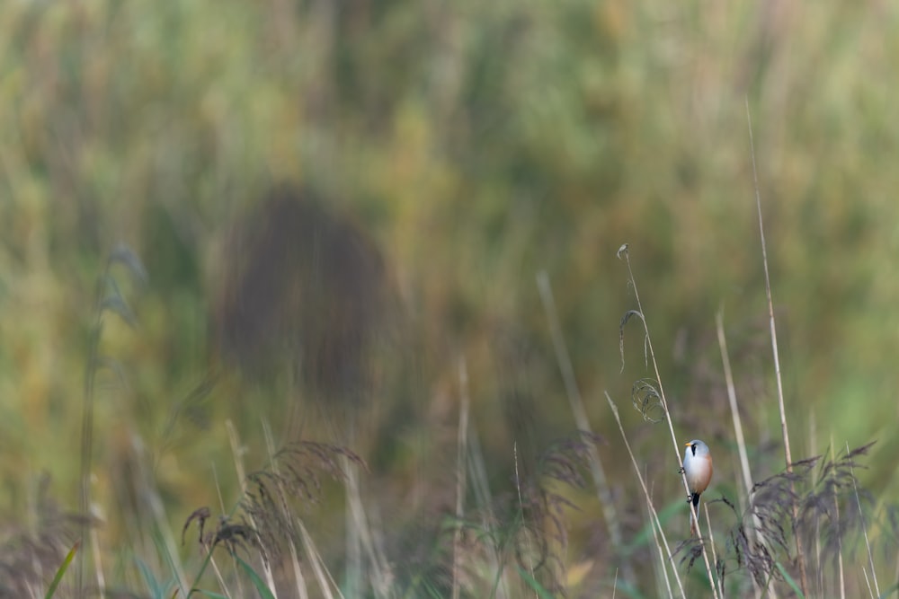 a small bird sitting on top of a tall grass covered field