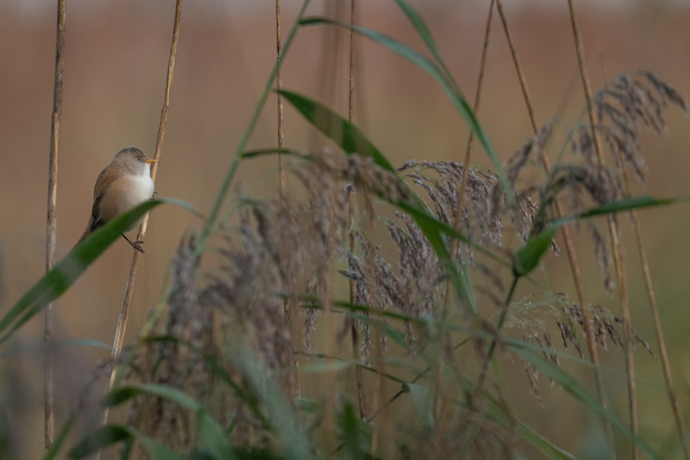 a small bird sitting on top of a tall grass covered field