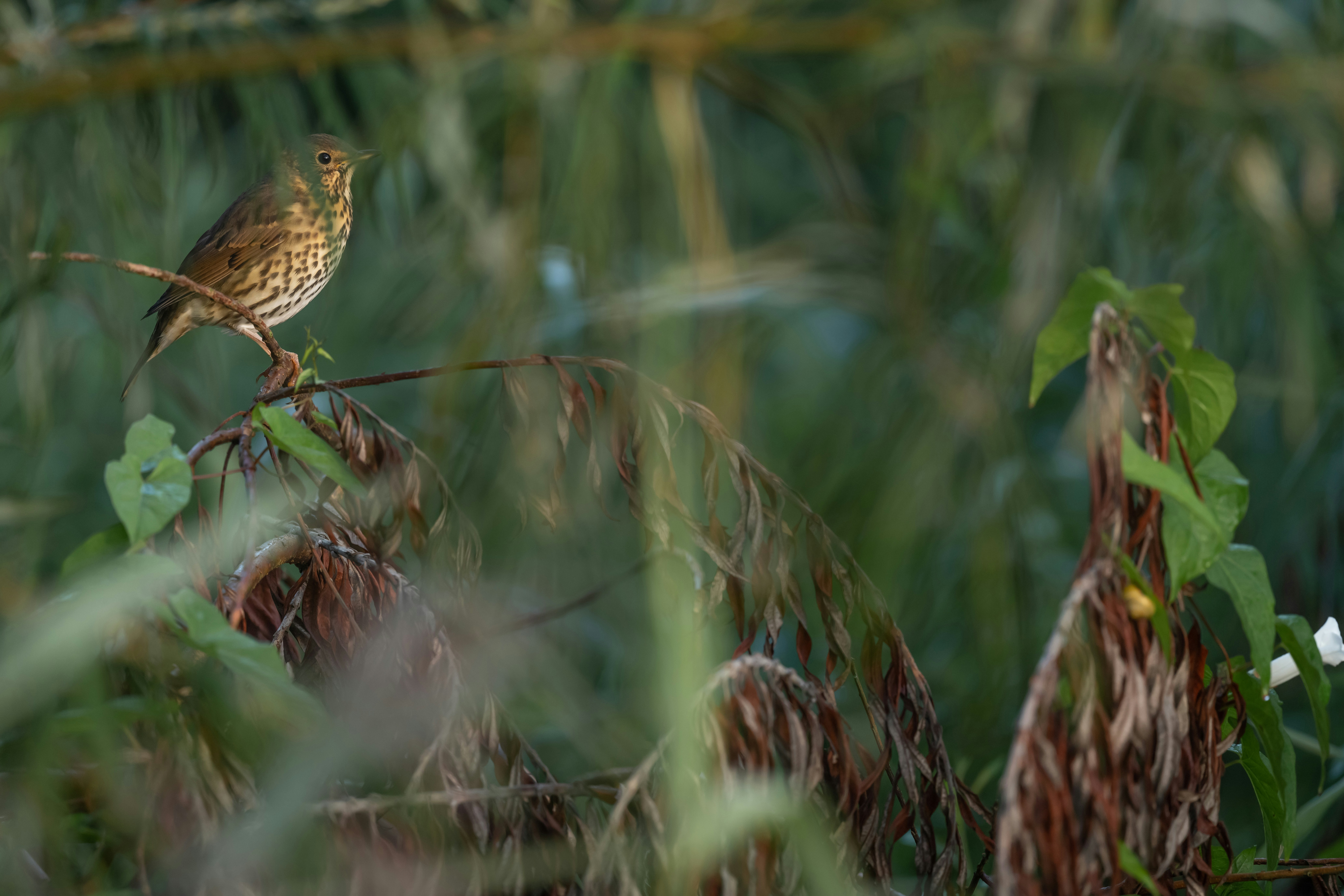 a small bird perched on top of a tree branch