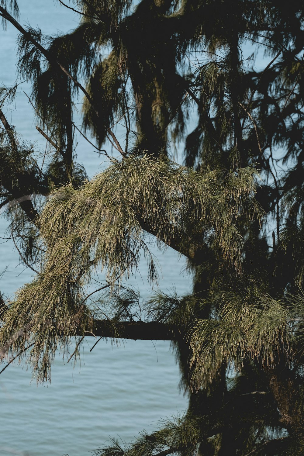 a bird is perched on a branch of a tree