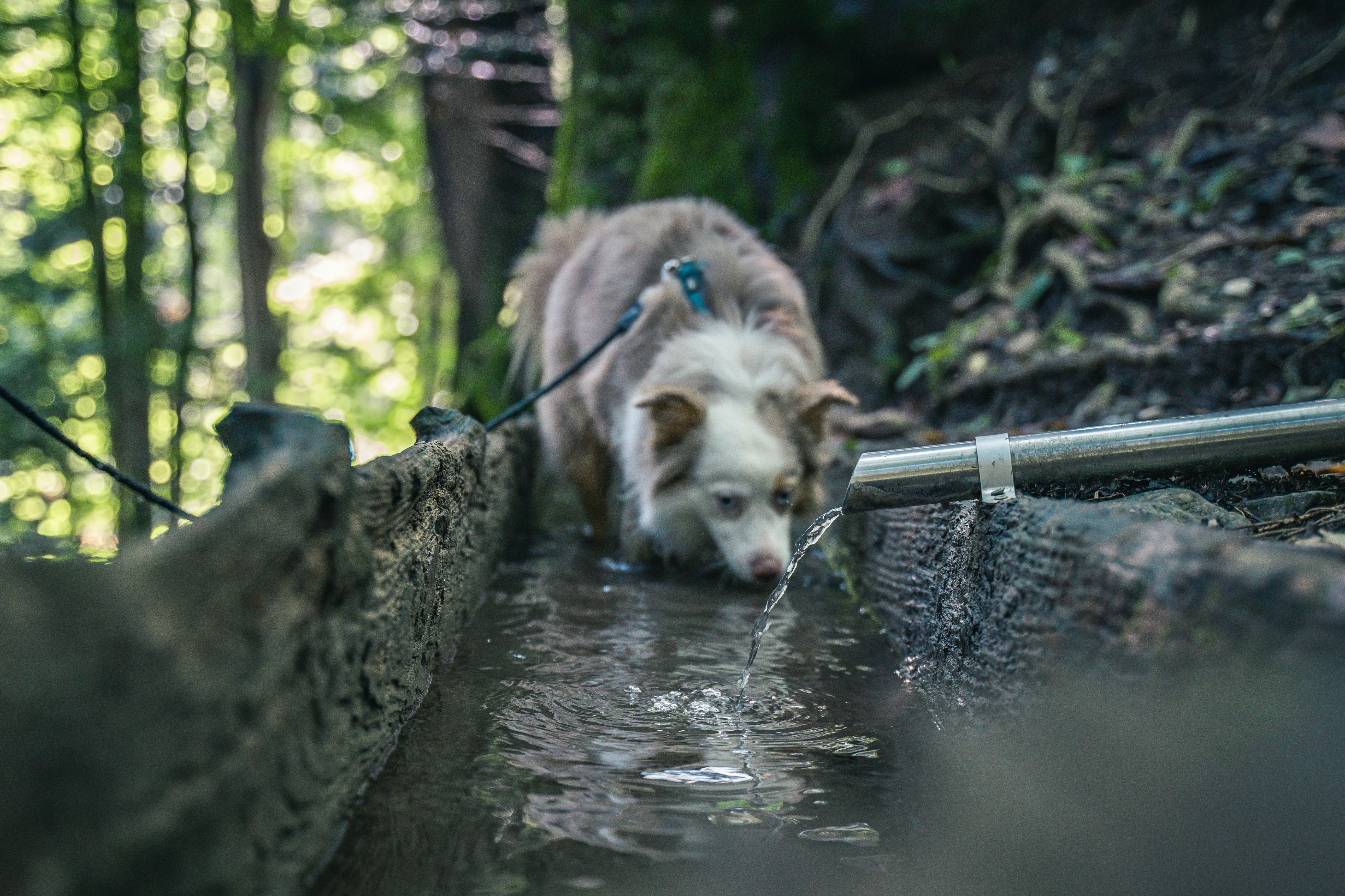 Dog wearing cooling vest on a hot day