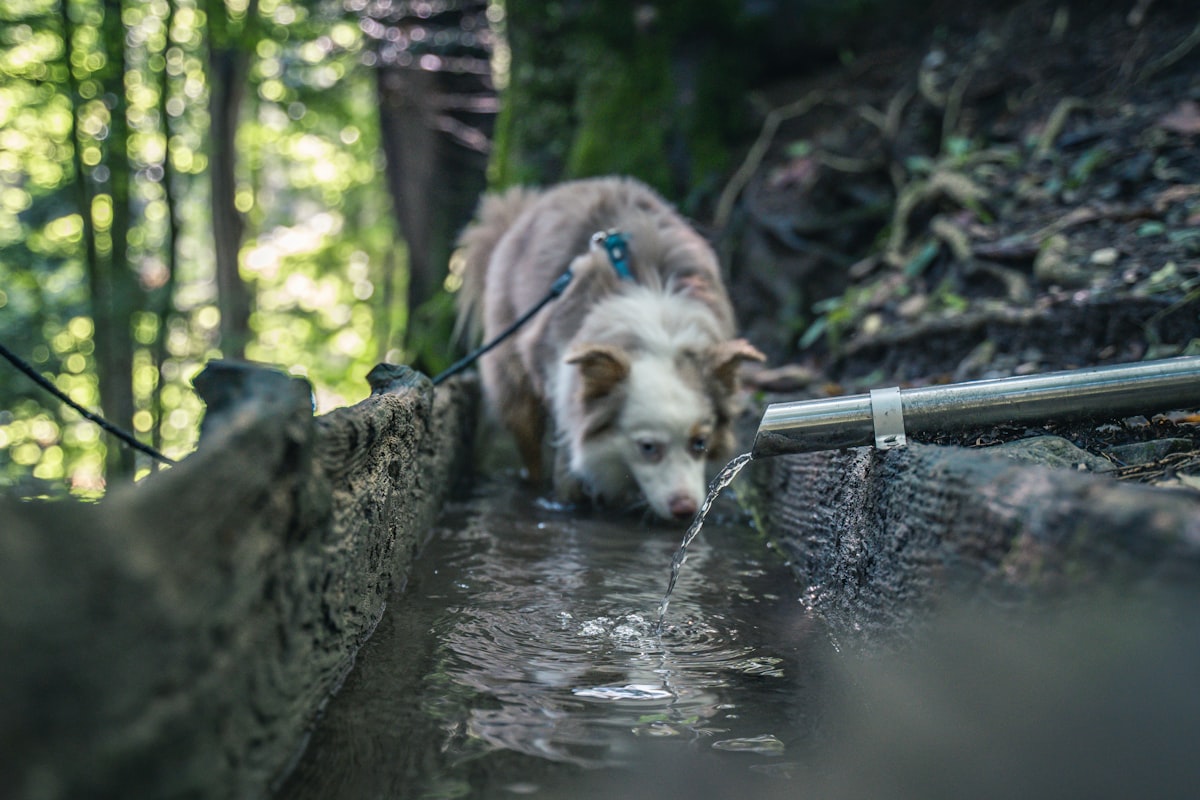 A dog drinking water from a stream in the woods