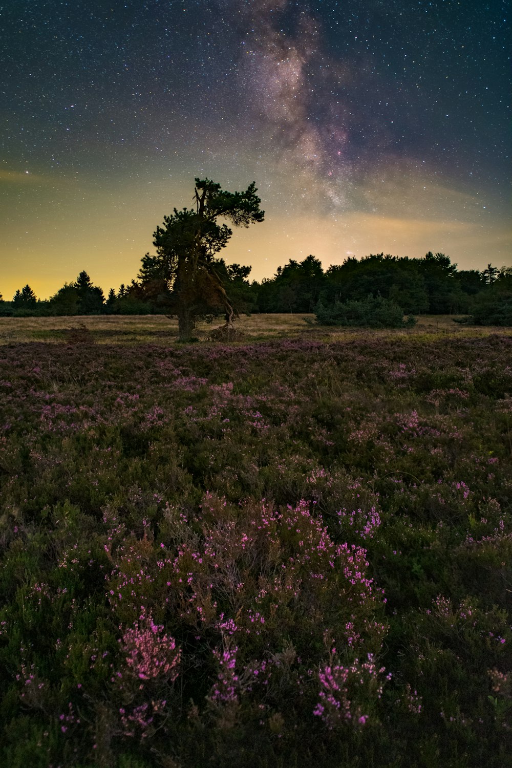 a field with purple flowers and a tree under a night sky