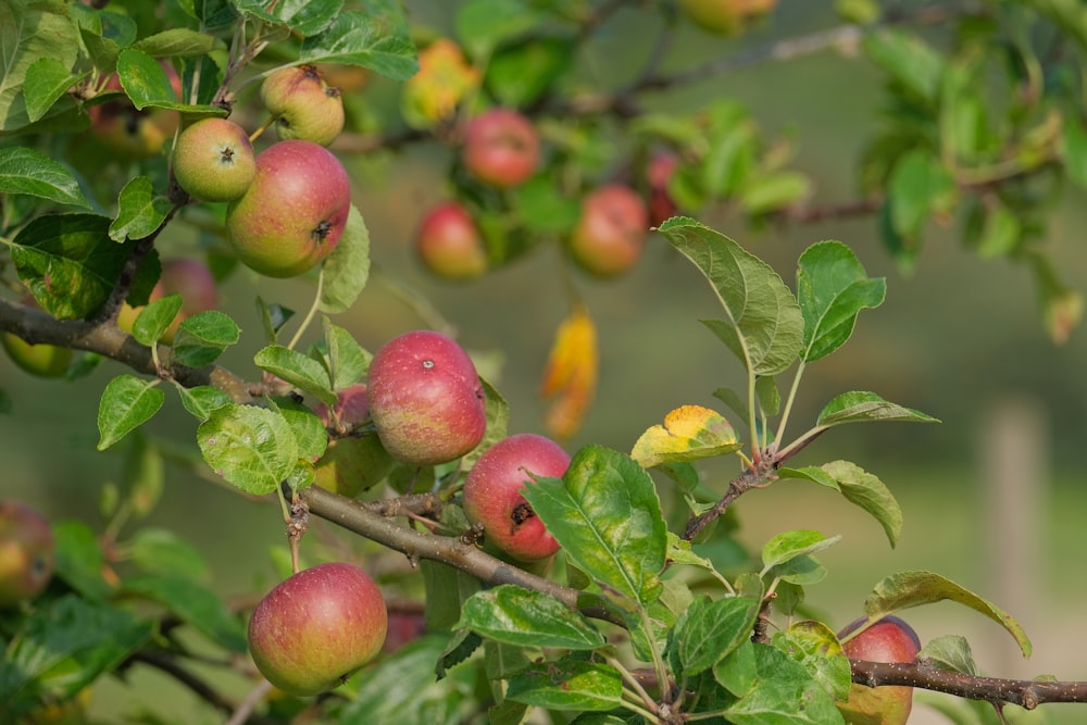 un arbre rempli de beaucoup de pommes mûres