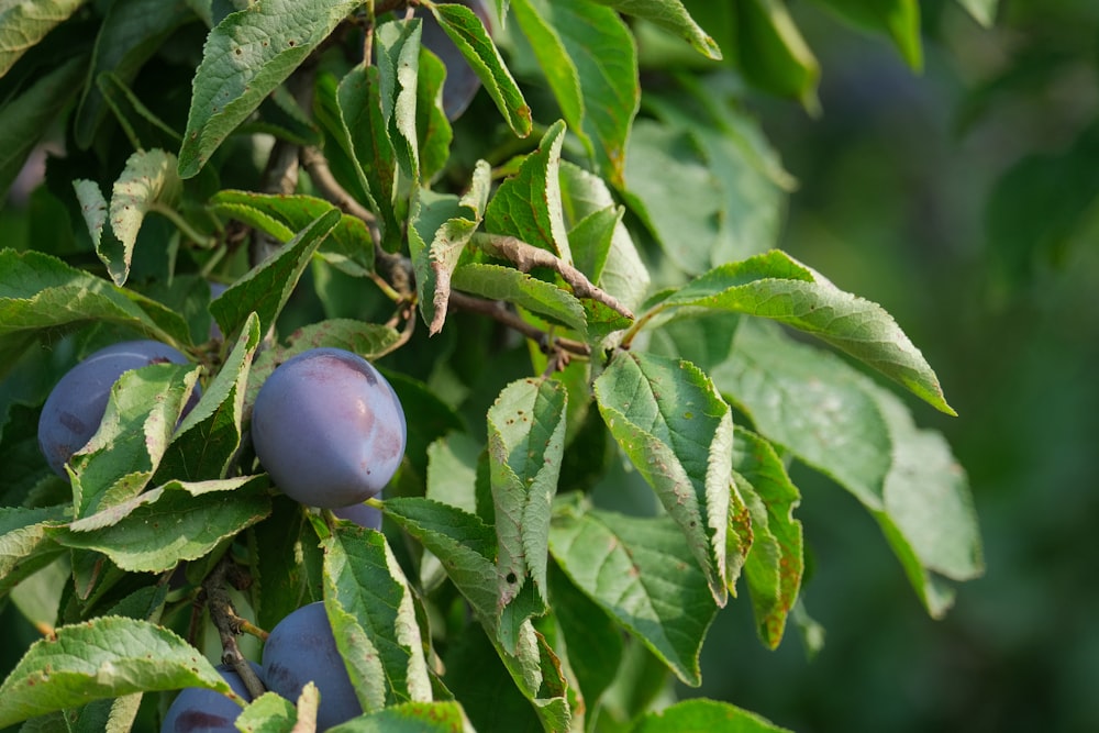 plums growing on a tree branch with leaves