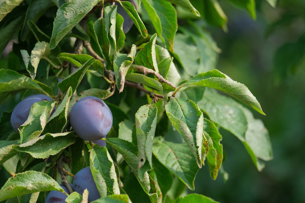 ciruelas que crecen en una rama de árbol con hojas