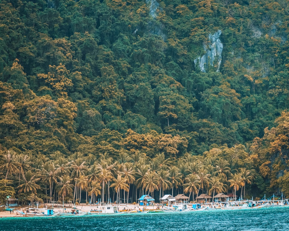 a beach with a lot of trees on the side of it