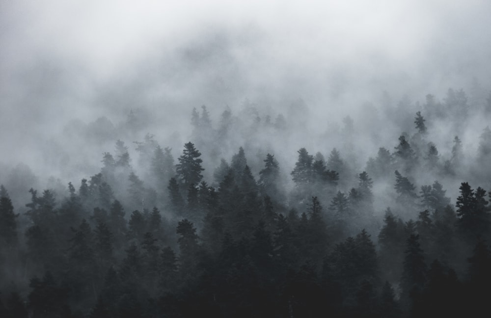 a forest filled with lots of trees covered in fog