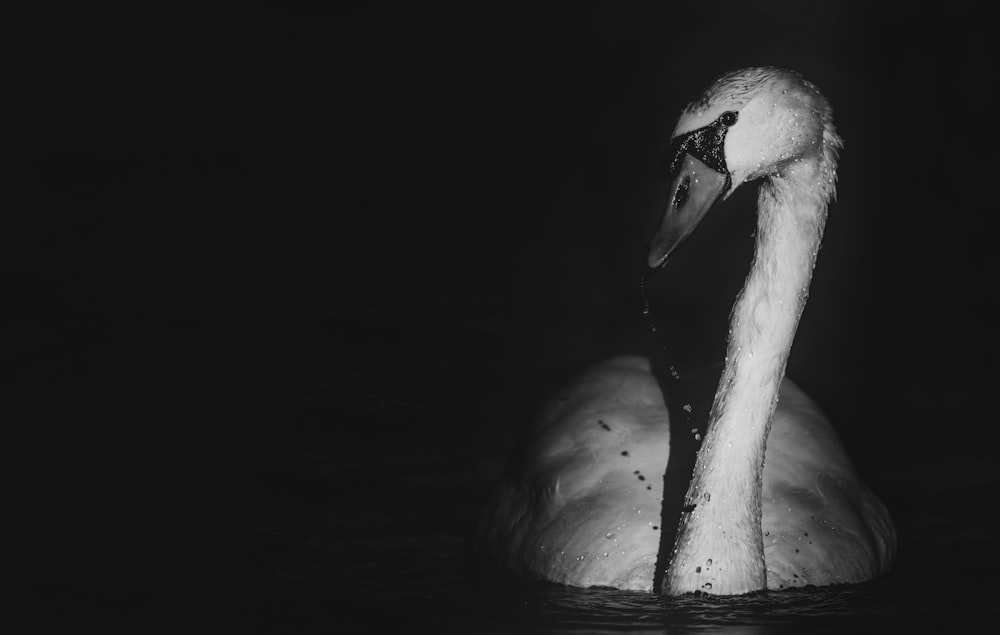 a black and white photo of a swan in the water