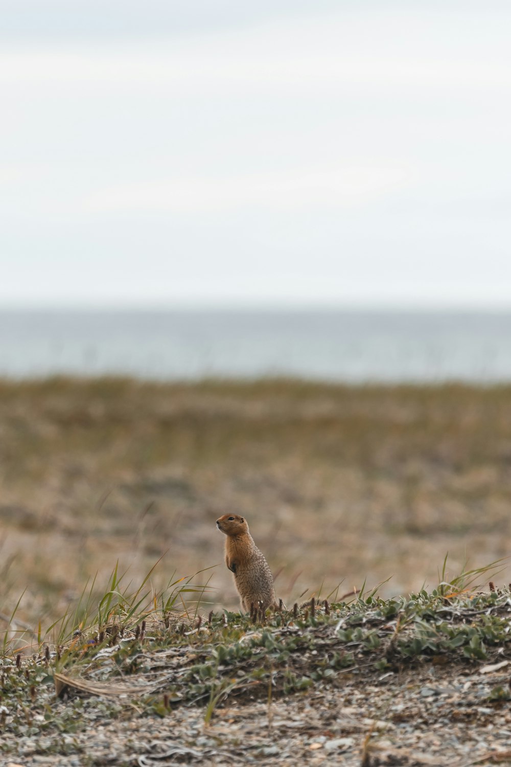 a bird standing on top of a sandy beach