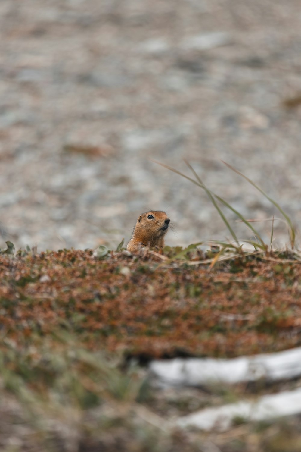 a small rodent sitting on top of a patch of grass