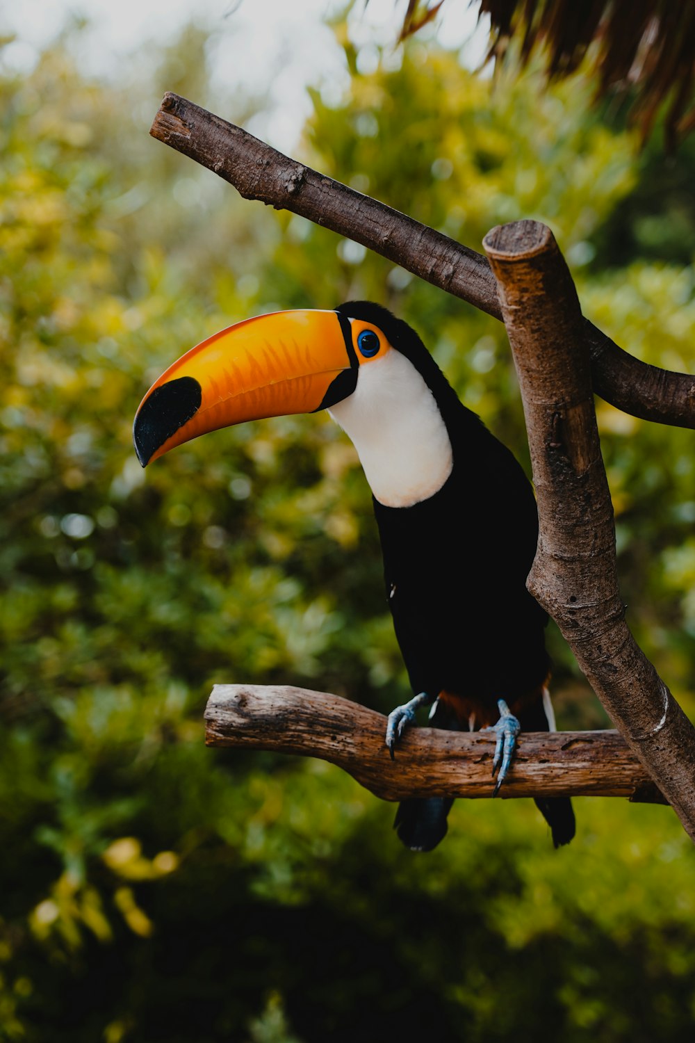 a toucan sitting on a branch in a tree