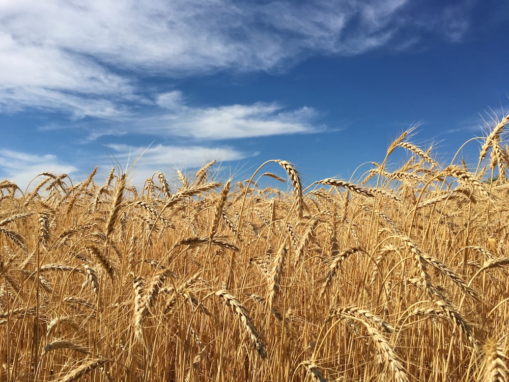 a close up of a dry grass field