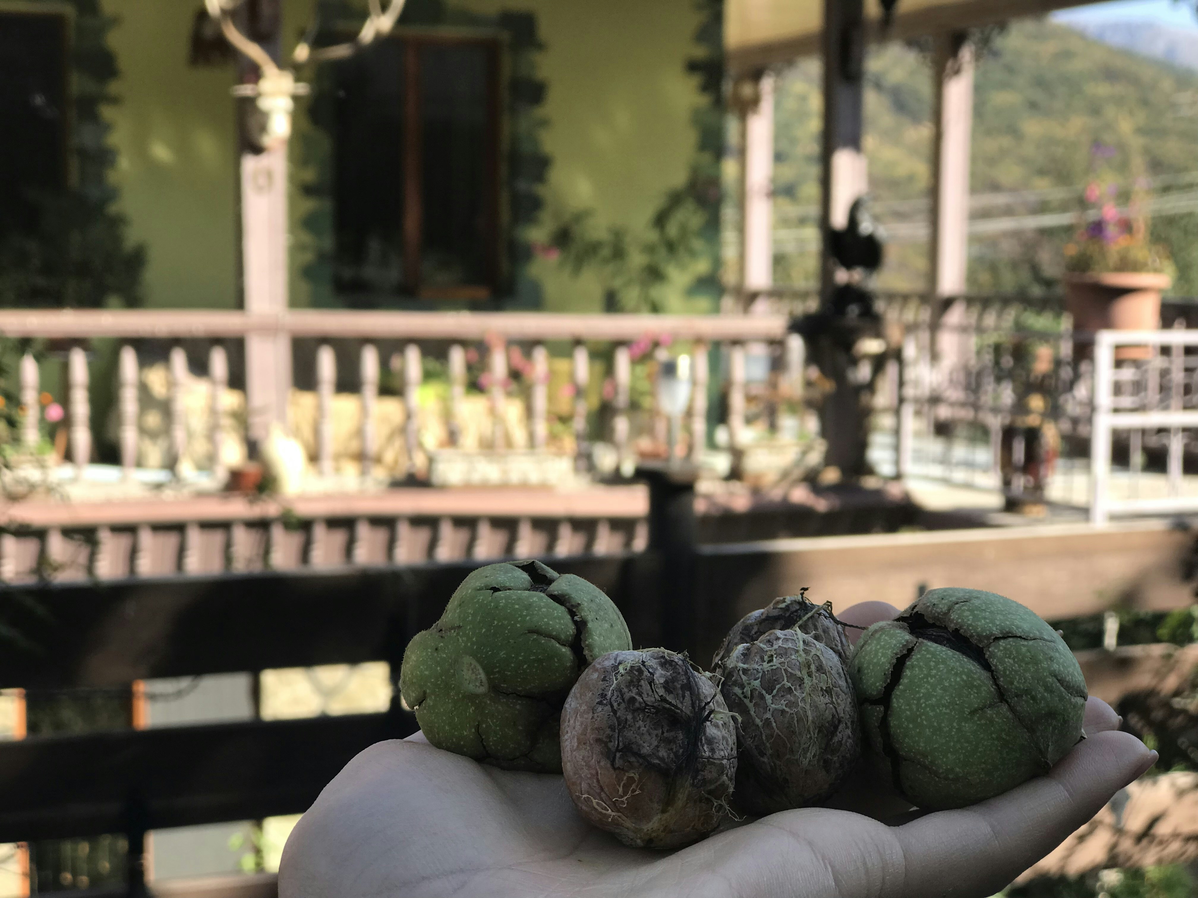 #Dilijan #nuts #Armenia