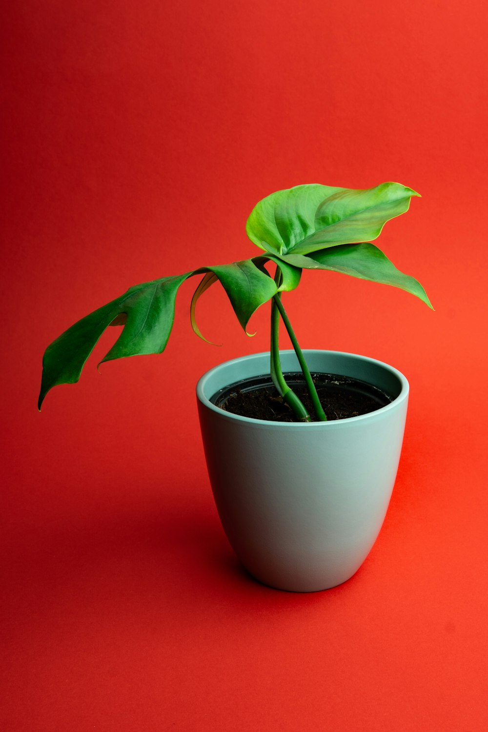a green plant in a white bowl on a red background