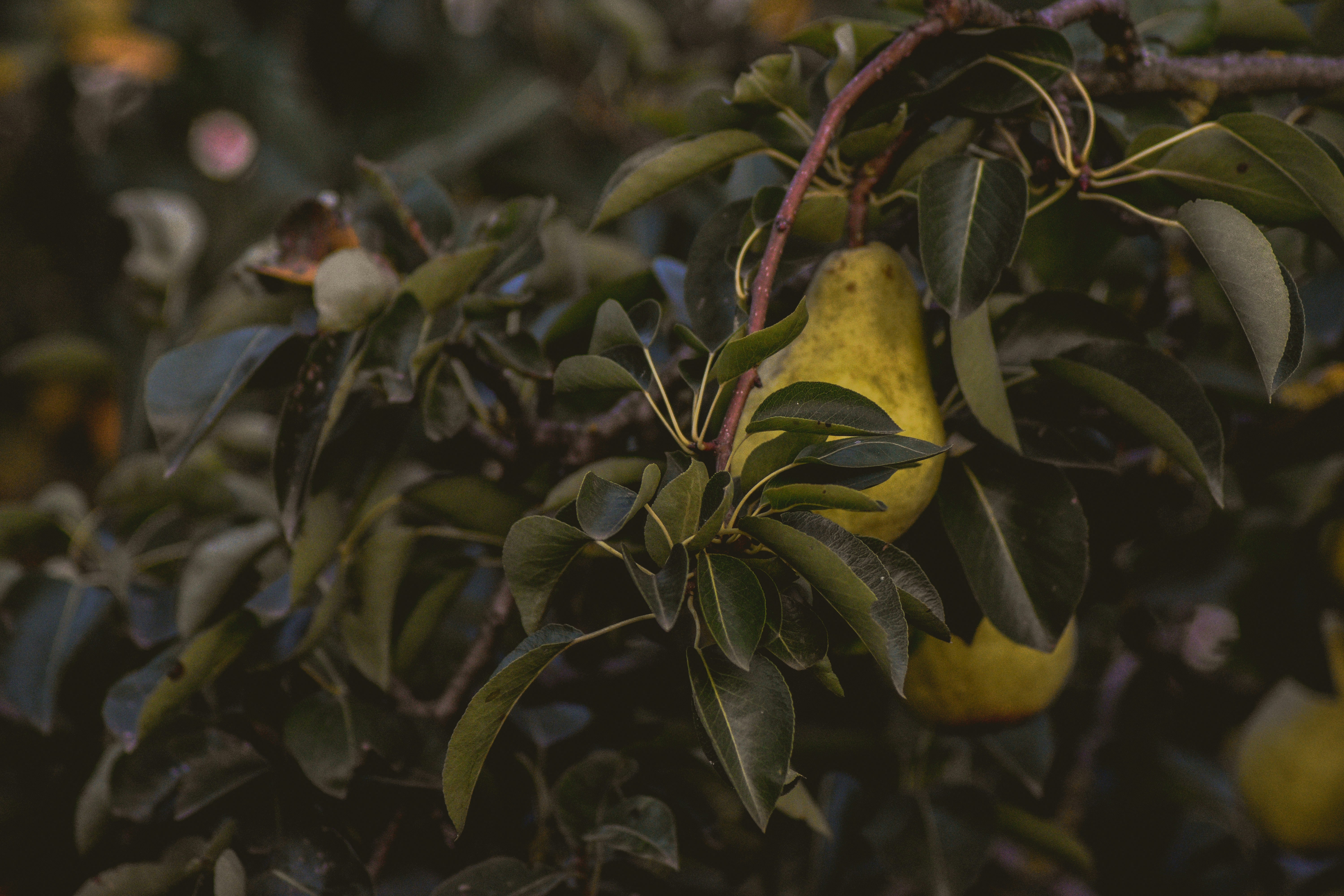 a pear hanging from a tree with leaves