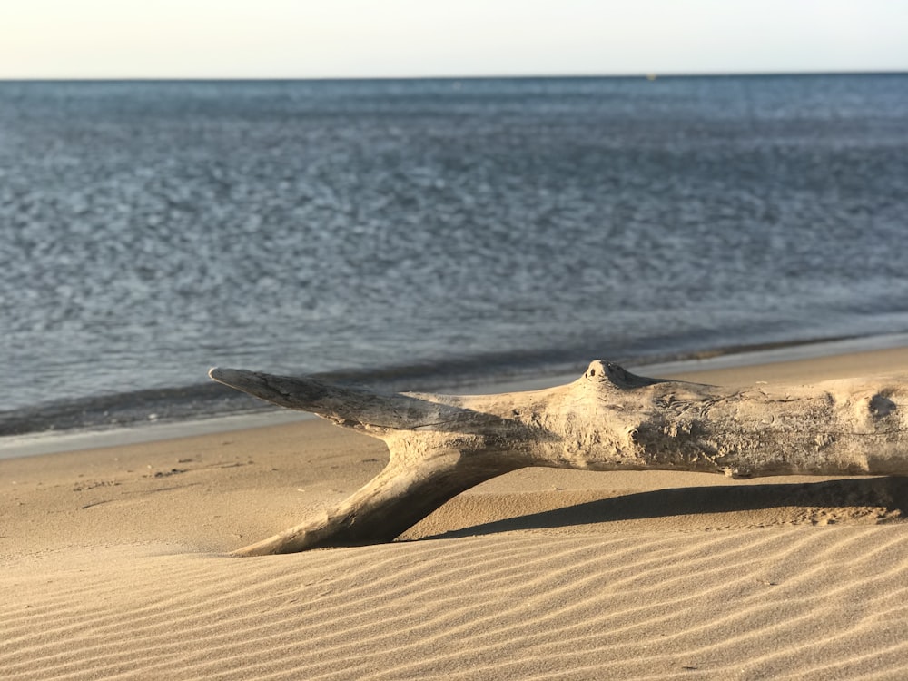 a piece of driftwood lying on a beach next to the ocean