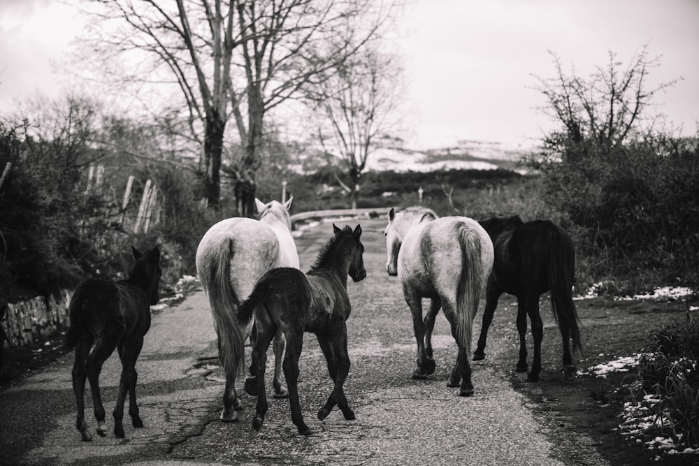 a group of horses walking down a dirt road