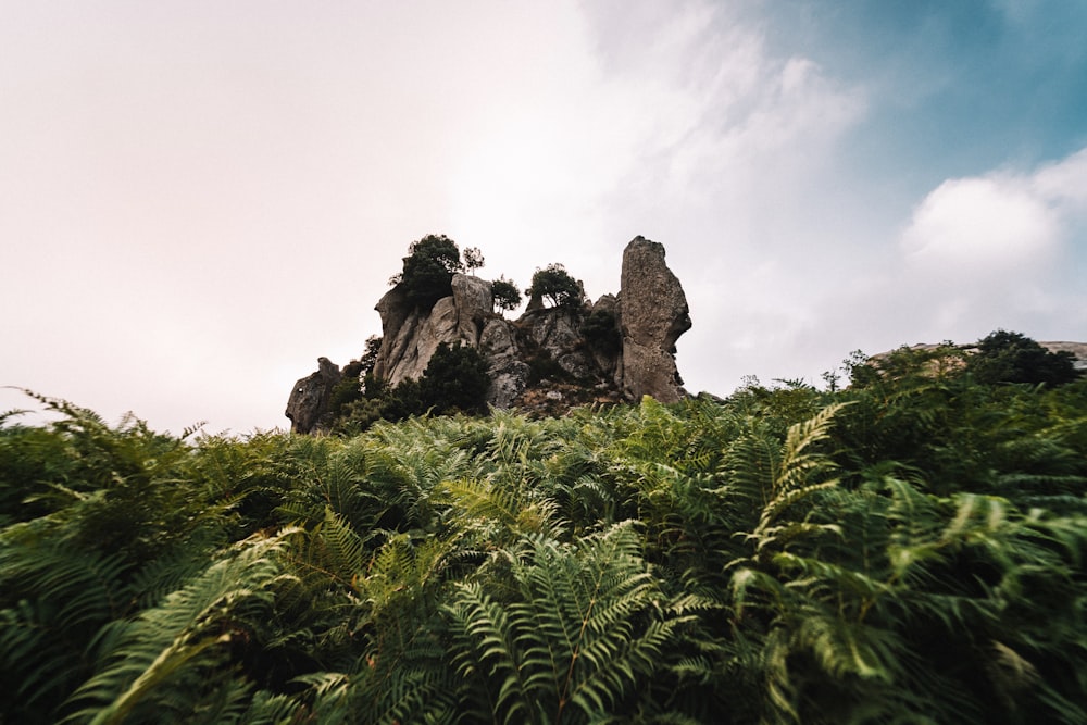 a rocky outcropping surrounded by ferns under a cloudy blue sky