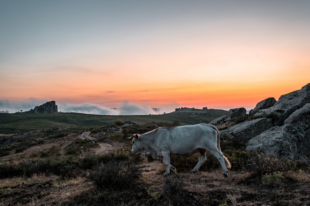 a cow grazing in a field at sunset