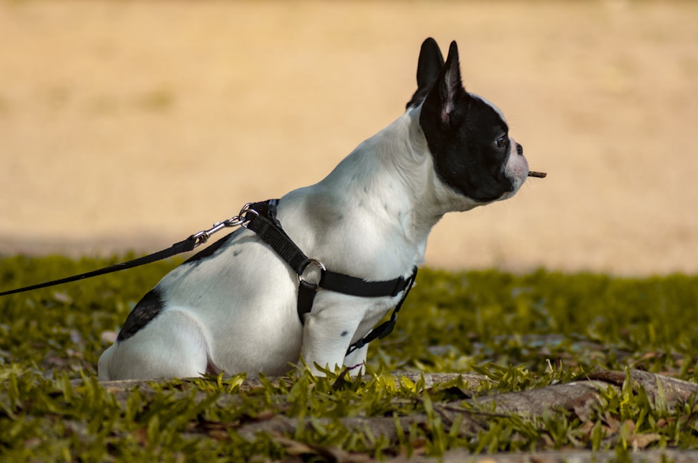 a small black and white dog sitting in the grass