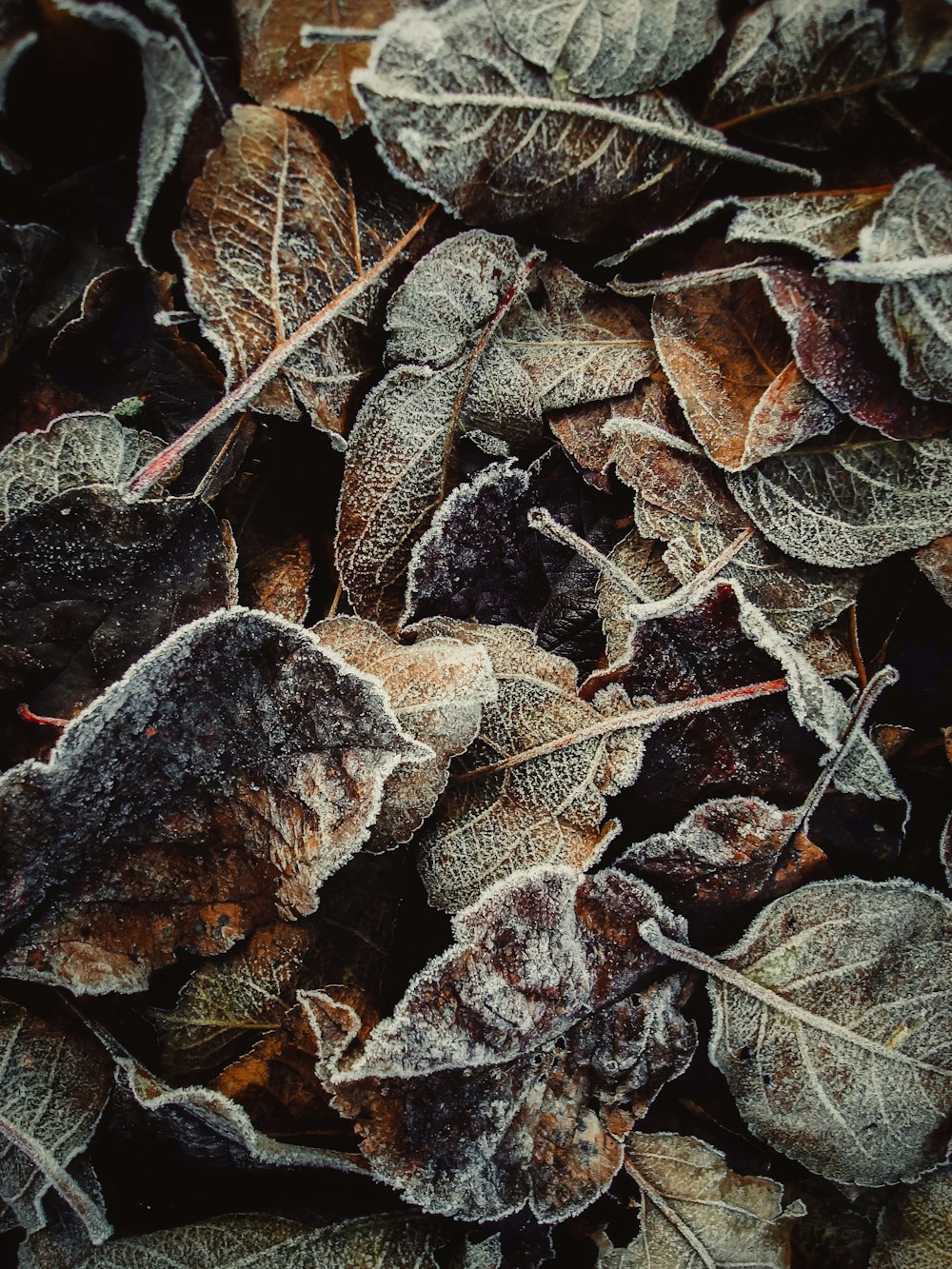 a bunch of frosted leaves on the ground